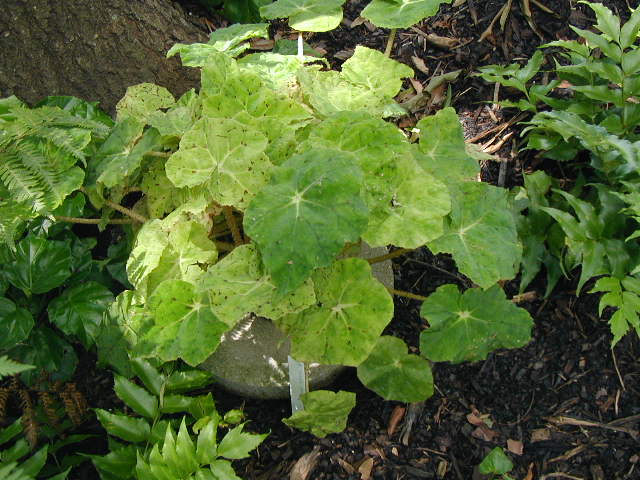 B. ‘Maria's Revenge’